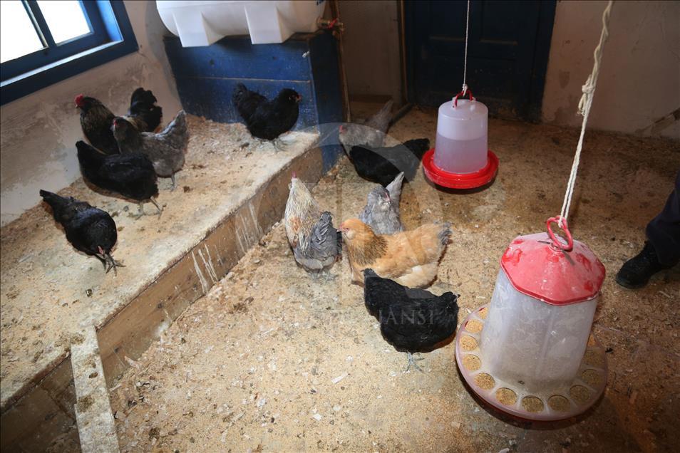 Mavi yumurta isteyene 2 ay sonraya gün veriyor