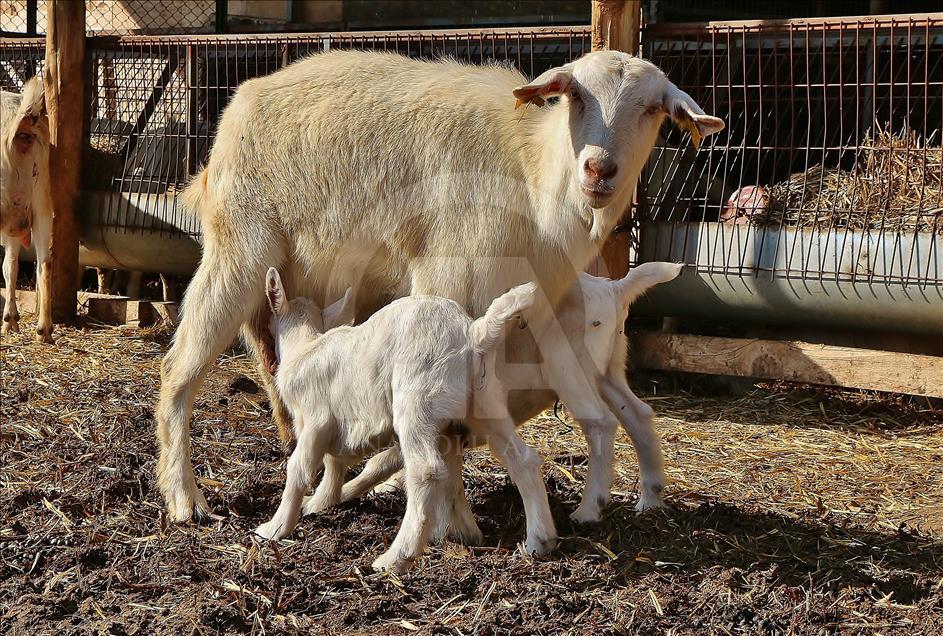Mühendis ve kimyagerin hayatı keçi çiftliğiyle değişti
