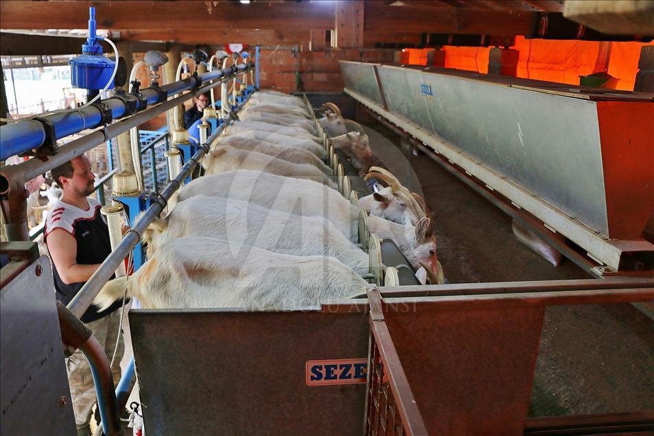 Mühendis ve kimyagerin hayatı keçi çiftliğiyle değişti
