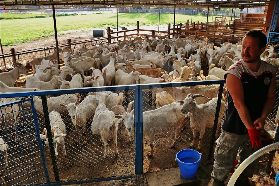 Mühendis ve kimyagerin hayatı keçi çiftliğiyle değişti
