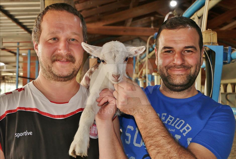 Mühendis ve kimyagerin hayatı keçi çiftliğiyle değişti
