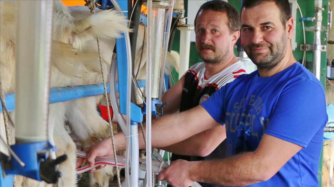 Mühendis ve kimyagerin hayatı keçi çiftliğiyle değişti
