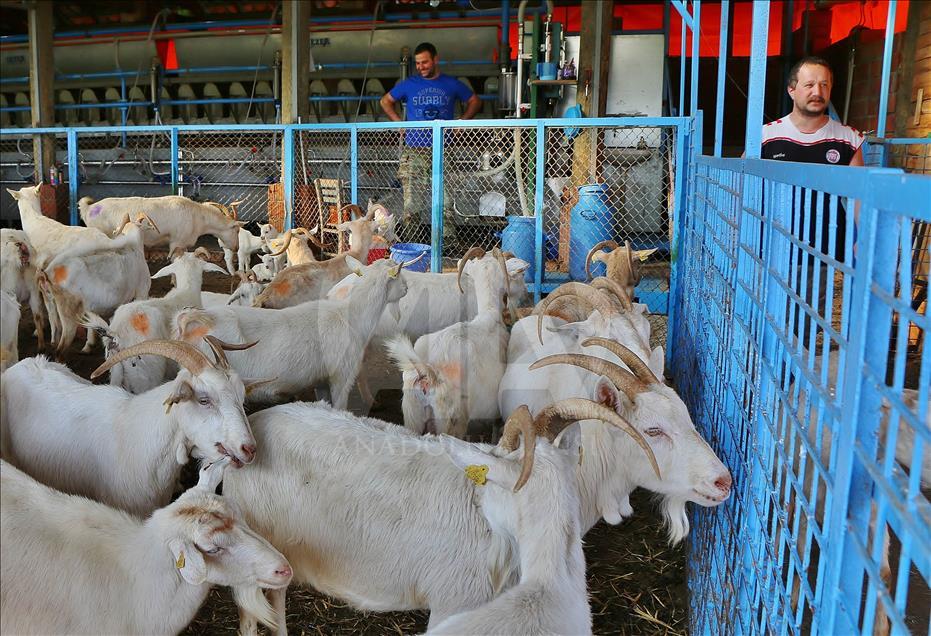 Mühendis ve kimyagerin hayatı keçi çiftliğiyle değişti
