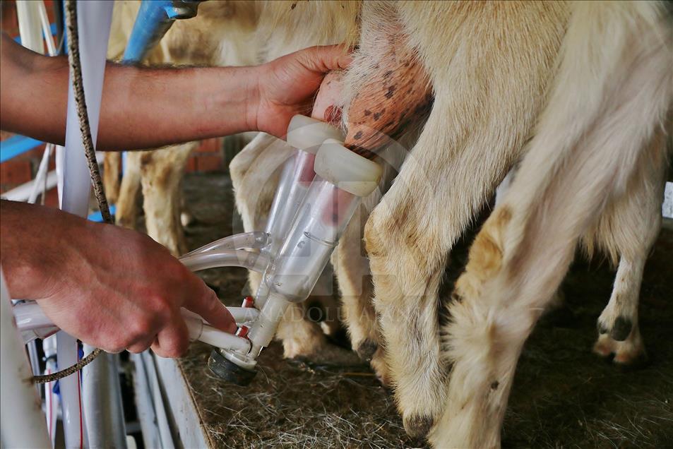 Mühendis ve kimyagerin hayatı keçi çiftliğiyle değişti
