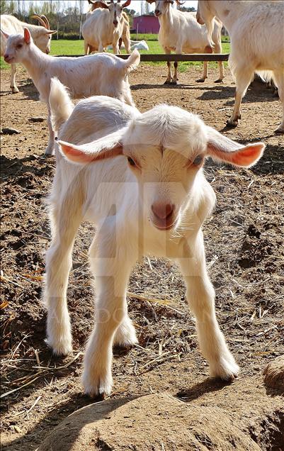 Mühendis ve kimyagerin hayatı keçi çiftliğiyle değişti
