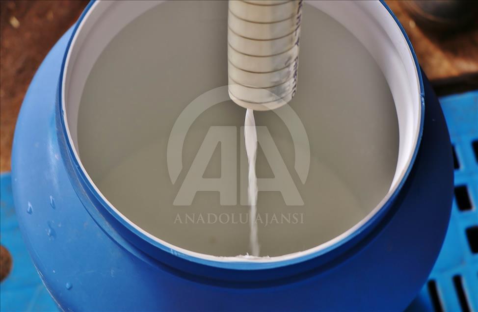 Mühendis ve kimyagerin hayatı keçi çiftliğiyle değişti
