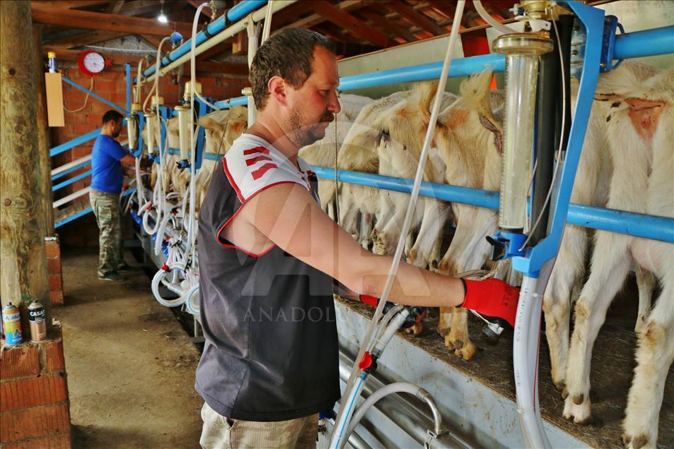 Mühendis ve kimyagerin hayatı keçi çiftliğiyle değişti
