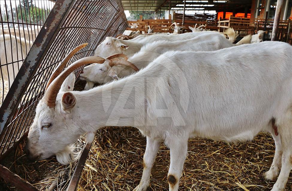 Mühendis ve kimyagerin hayatı keçi çiftliğiyle değişti
