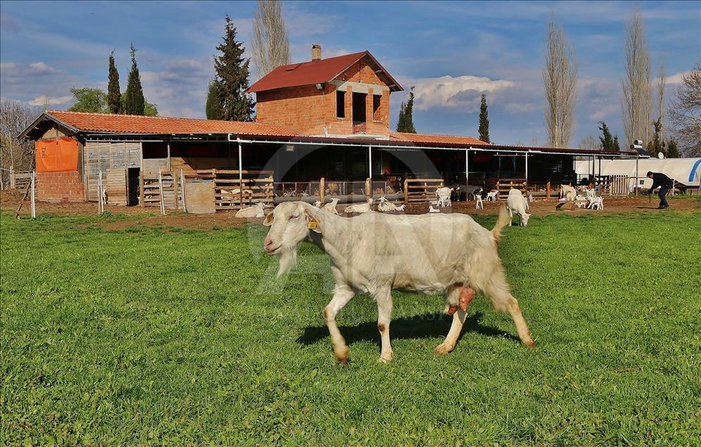 Mühendis ve kimyagerin hayatı keçi çiftliğiyle değişti
