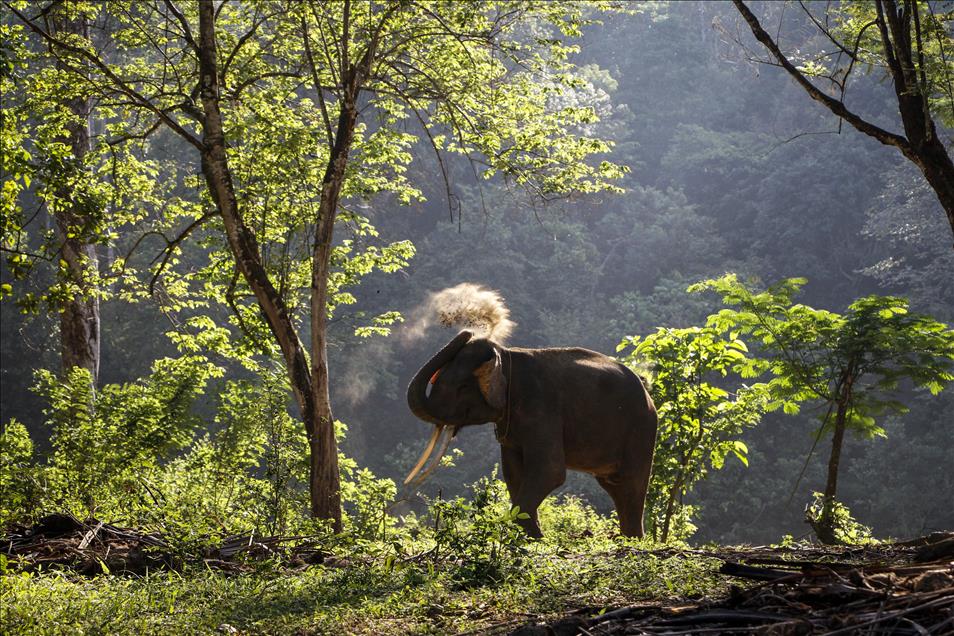 Elephant Patrols in Indonesia