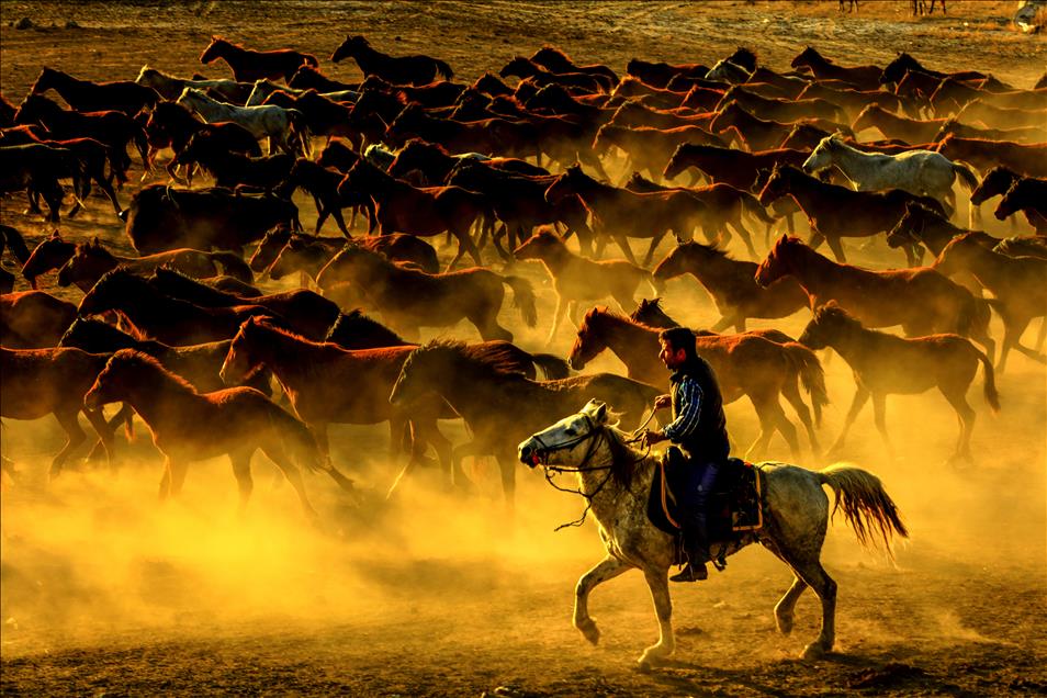 Horses at the Foothills of Kayseri's Erciyes Mountain