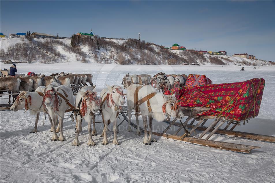 Russia's Nenets celebrate Reindeer Herders' Day