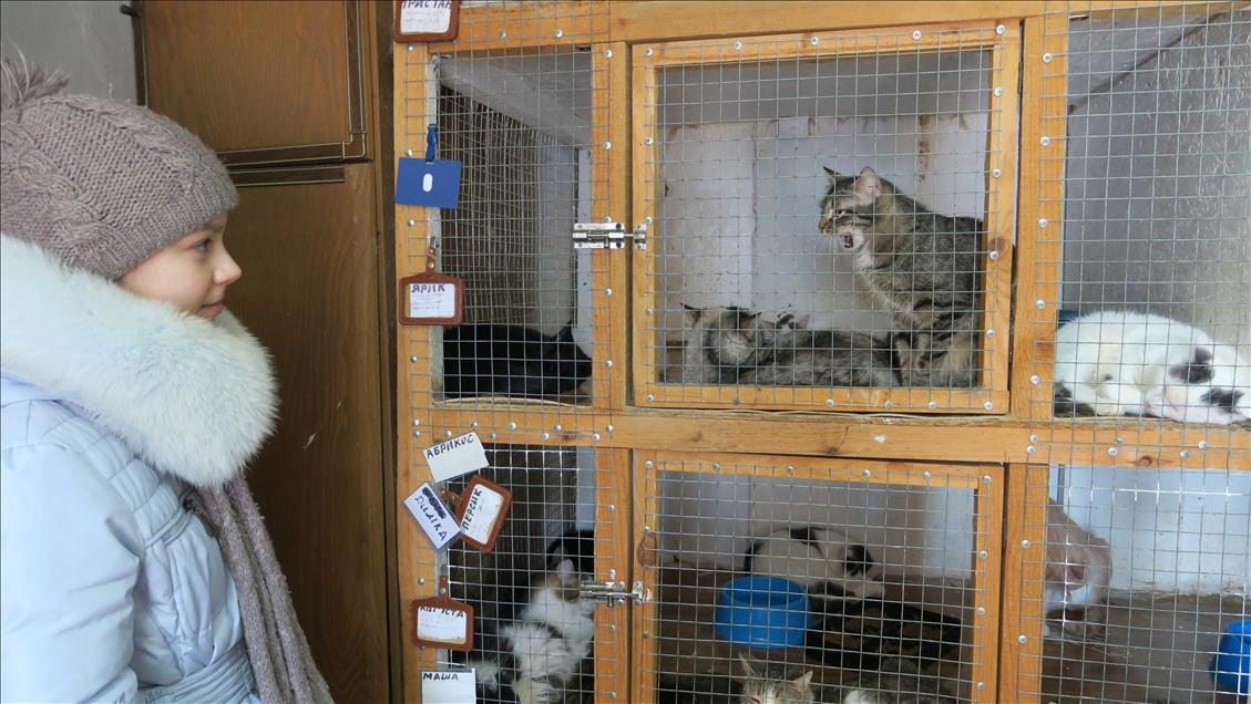 Astana’daki sokak kedilerine bakıyorlar