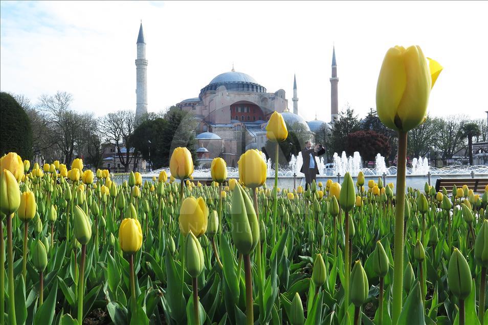 İstanbul'da lale zamanı