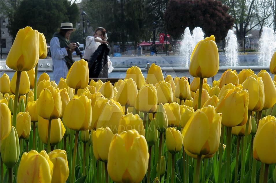 İstanbul'da lale zamanı