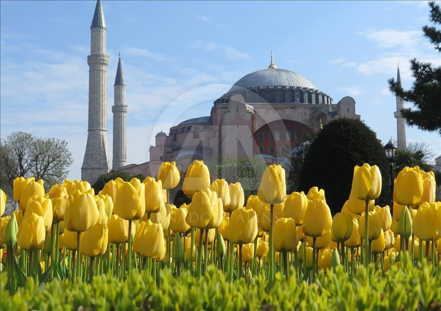 İstanbul'da lale zamanı