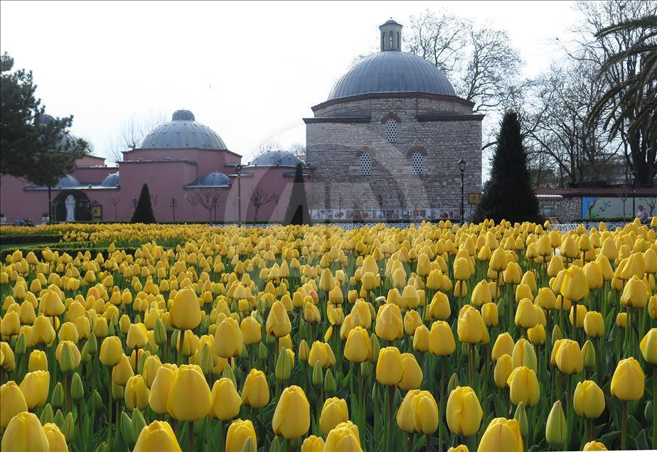 İstanbul'da lale zamanı