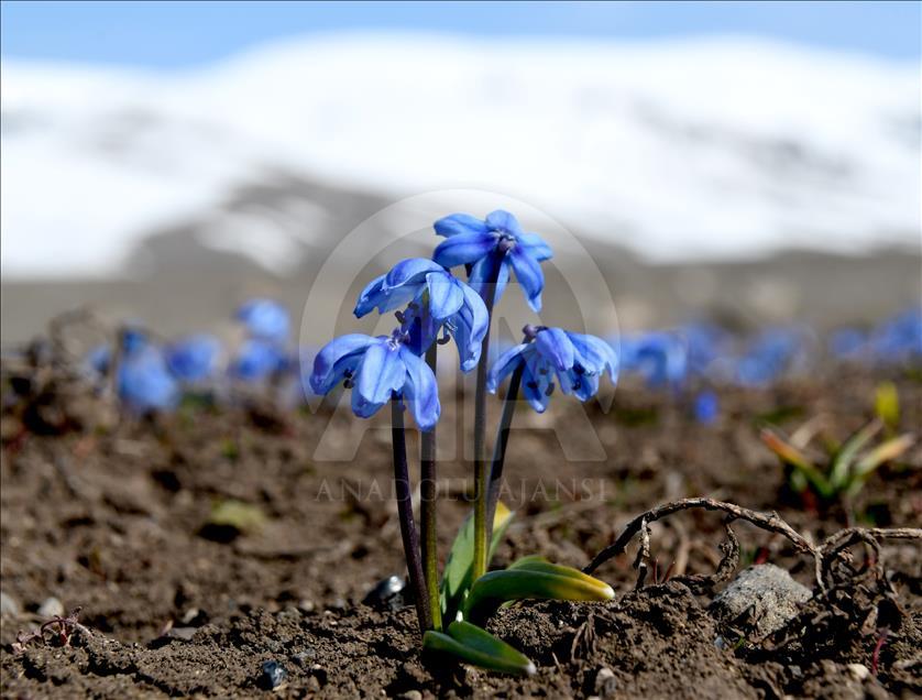 Kars'ta bahar 