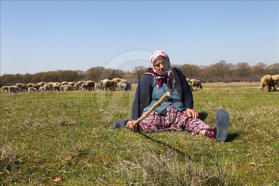 تركيّة مسنة ترعى الأغنام منذ 20 عاما
