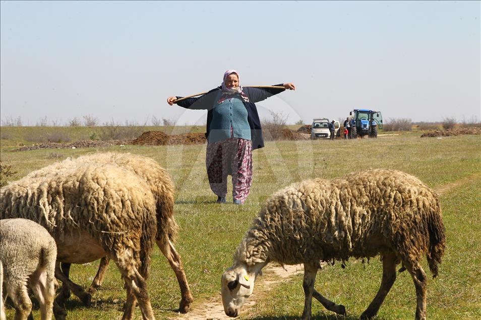 تركيّة مسنة ترعى الأغنام منذ 20 عاما
