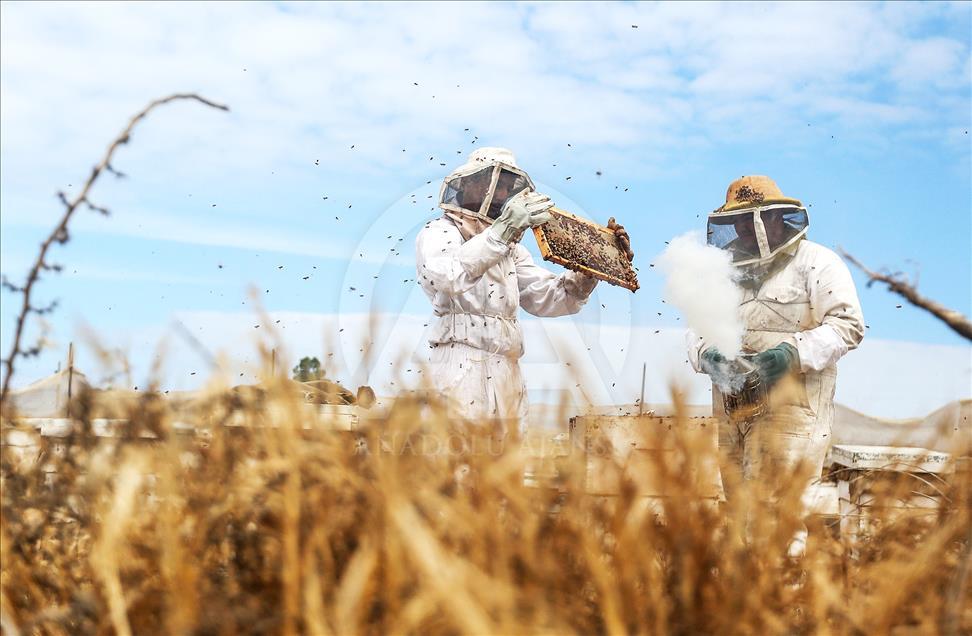 Beekeeping in Gaza