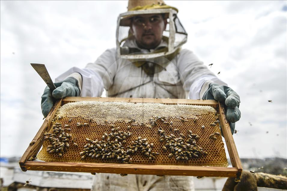 Beekeeping in Gaza