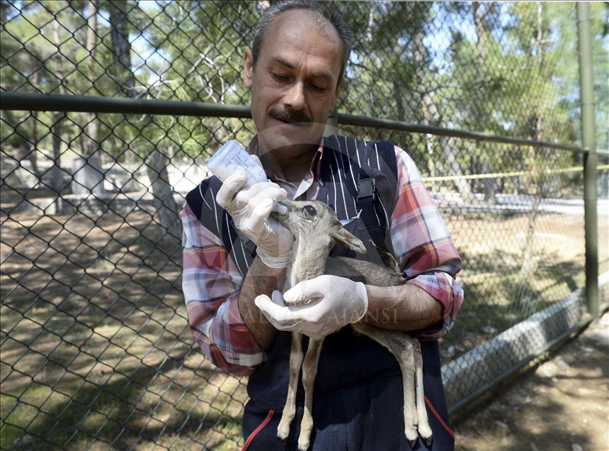 Twin gazelles born in Turkey's Usak