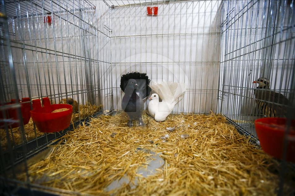 PetZoo Ankara Evcil Hayvan Ürünleri Fuarı açıldı