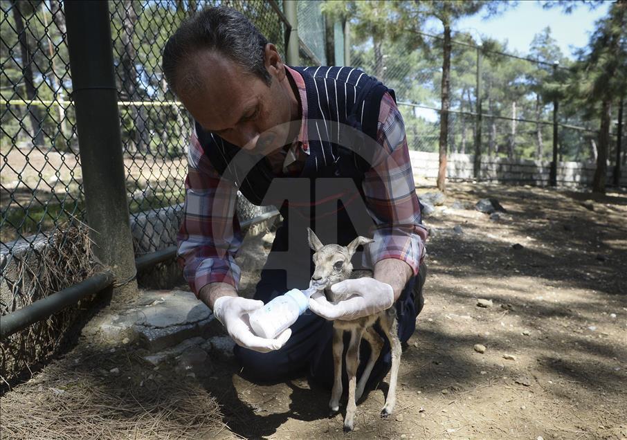 Twin gazelles born in Turkey's Usak