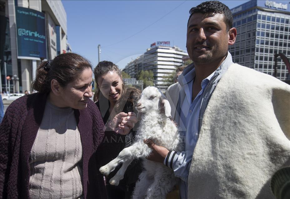 Ankara'nın merkezine "koyun sürüsü" indi