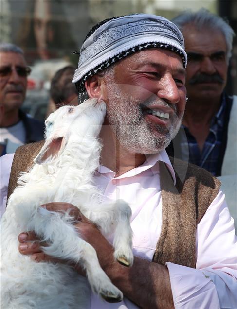 Ankara'nın merkezine "koyun sürüsü" indi
