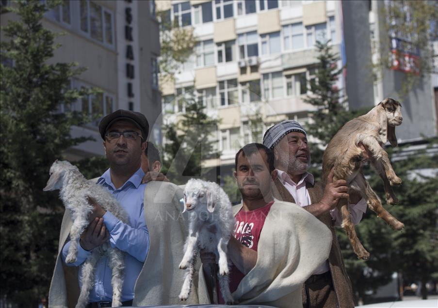 Ankara'nın merkezine "koyun sürüsü" indi