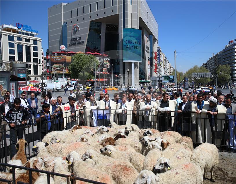 Ankara'nın merkezine "koyun sürüsü" indi
