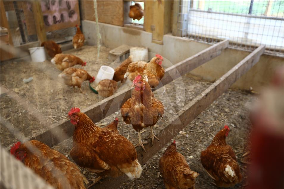 ABD'de inançları gereği kendilerini modern dünyadan ve teknolojiden soyutlayan Amish'ler