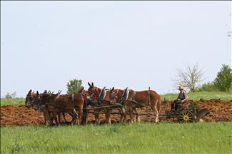 Amiši stoljećima odbacuju moderni način života i tehnologiju