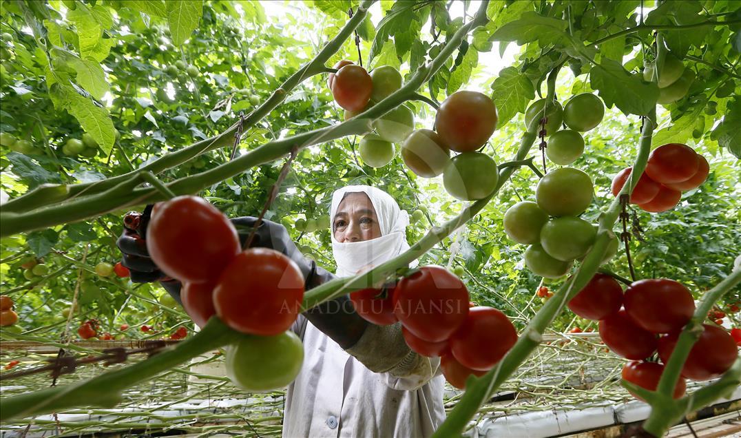 Hava kargo en çok domates ihracatçısını sevindirecek