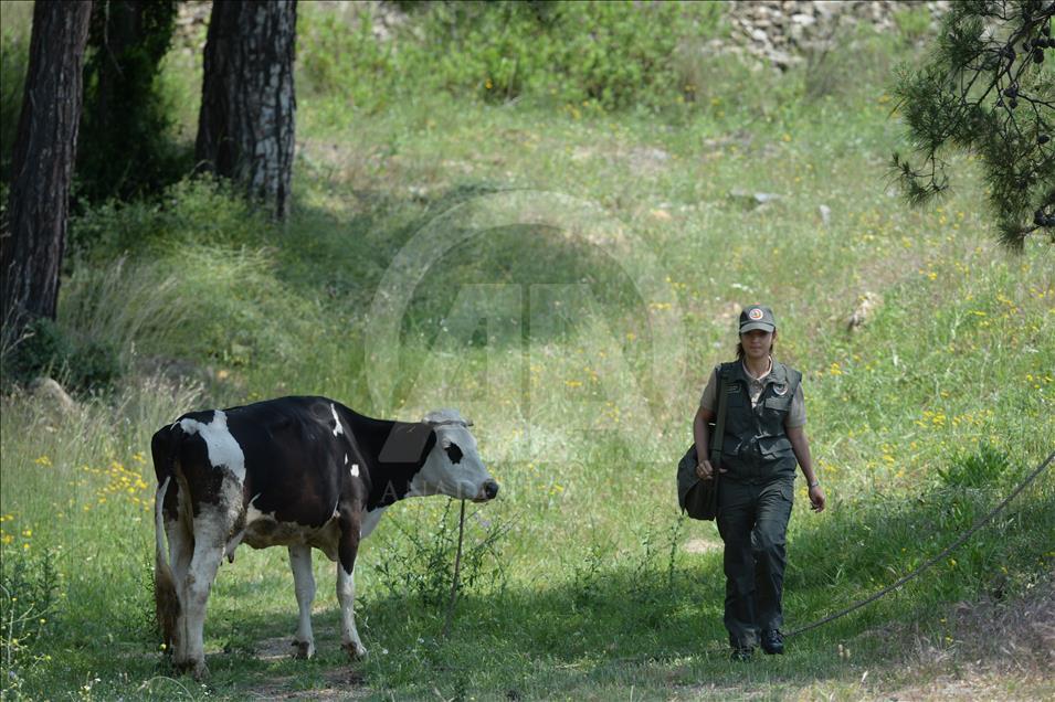 13 köyün "ormancı kızı"