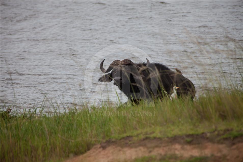 Yükselen Afrika - Doğa, vahşi yaşam ve adrenalin: Akagera Milli Parkı