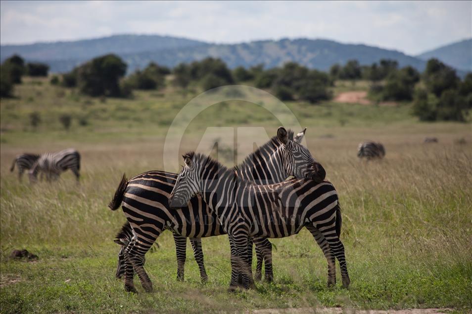 Yükselen Afrika - Doğa, vahşi yaşam ve adrenalin: Akagera Milli Parkı
