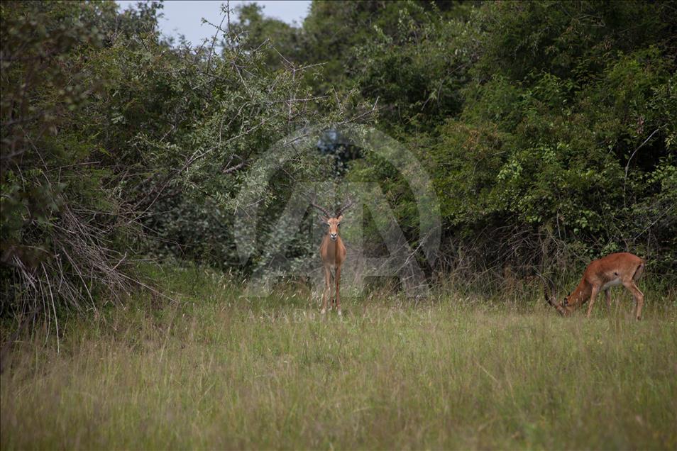 Yükselen Afrika - Doğa, vahşi yaşam ve adrenalin: Akagera Milli Parkı