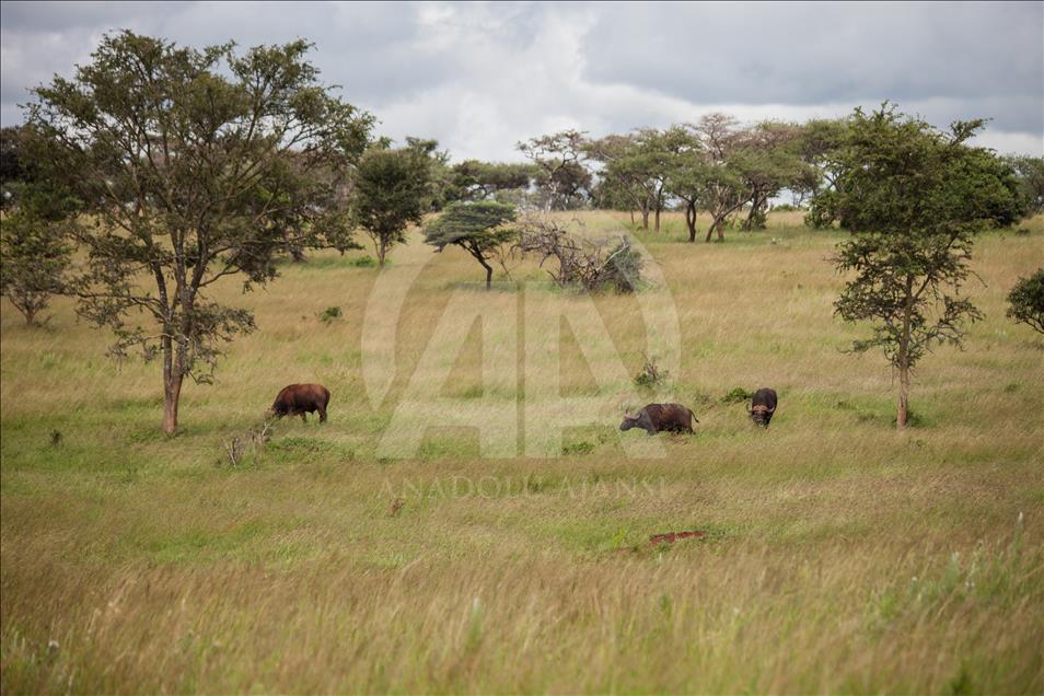 Yükselen Afrika - Doğa, vahşi yaşam ve adrenalin: Akagera Milli Parkı