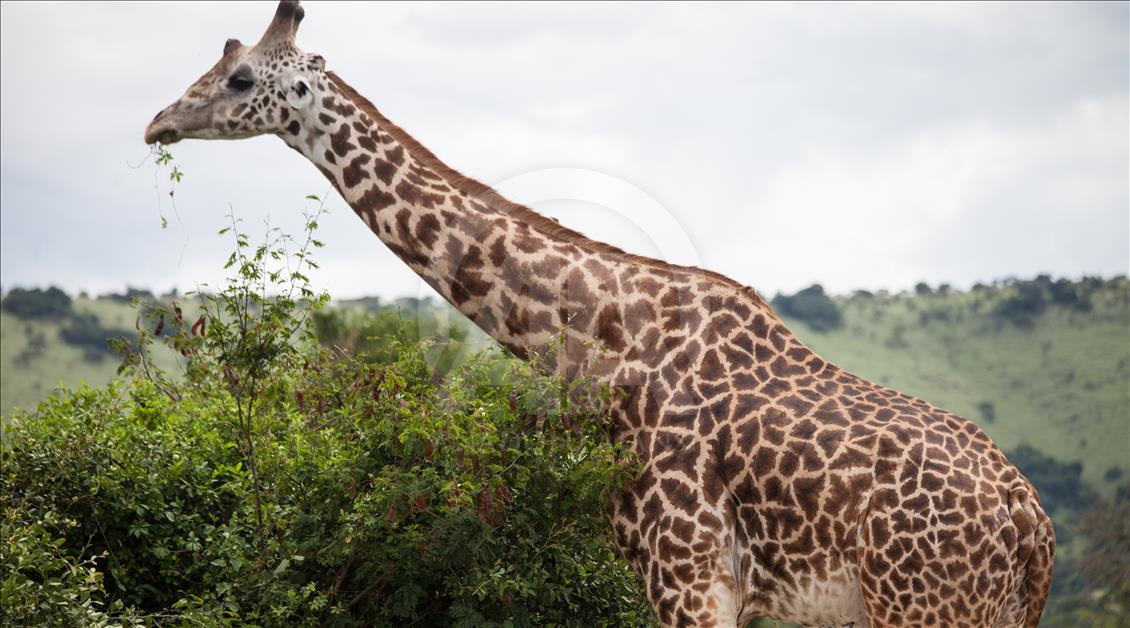 Yükselen Afrika - Doğa, vahşi yaşam ve adrenalin: Akagera Milli Parkı