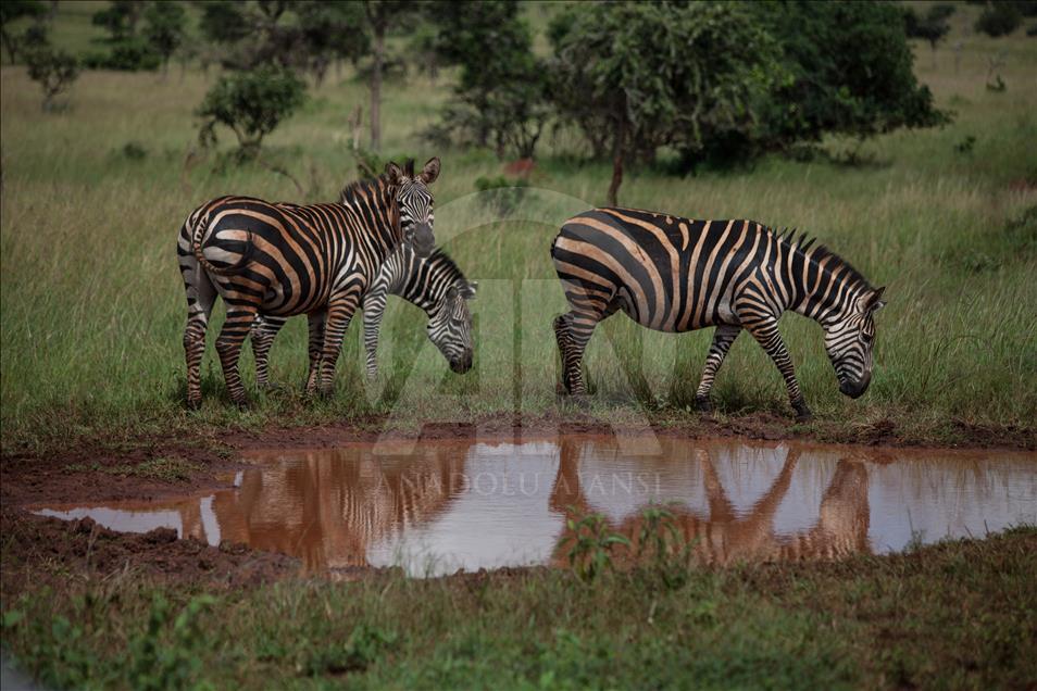 Yükselen Afrika - Doğa, vahşi yaşam ve adrenalin: Akagera Milli Parkı