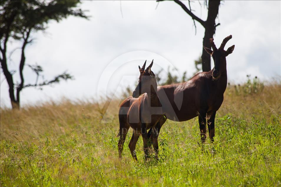 Nacionalni park Akagera u Ruandi: Spoj prirode, života u divljini i adrenalina 