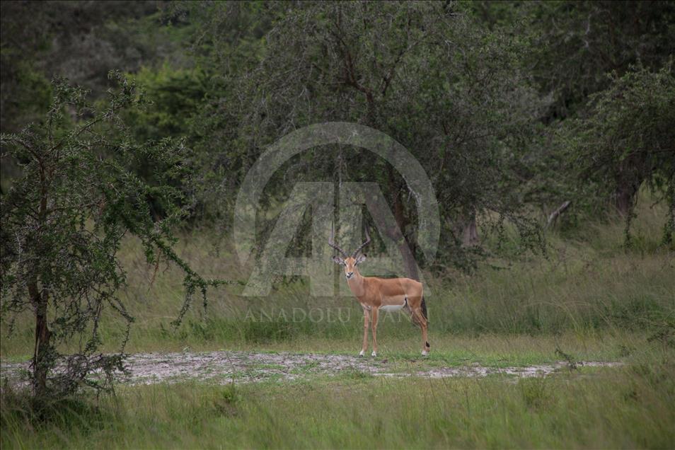 Yükselen Afrika - Doğa, vahşi yaşam ve adrenalin: Akagera Milli Parkı