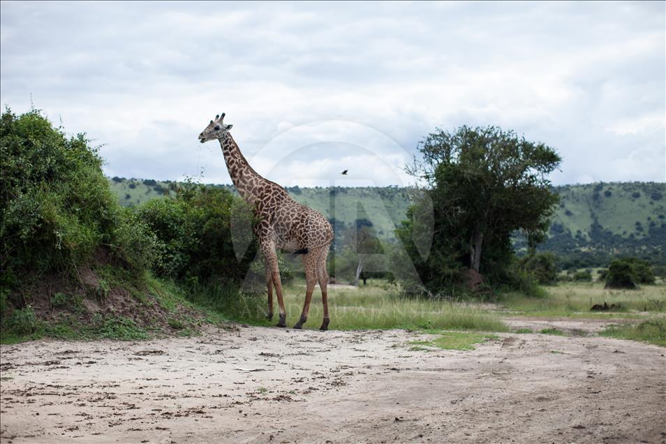 Yükselen Afrika - Doğa, vahşi yaşam ve adrenalin: Akagera Milli Parkı