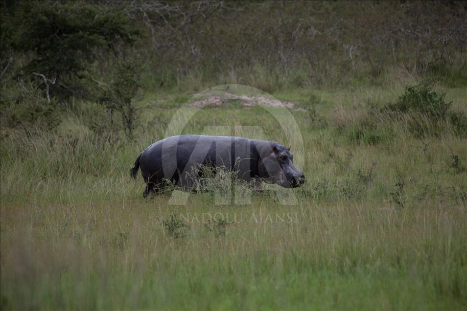 Yükselen Afrika - Doğa, vahşi yaşam ve adrenalin: Akagera Milli Parkı