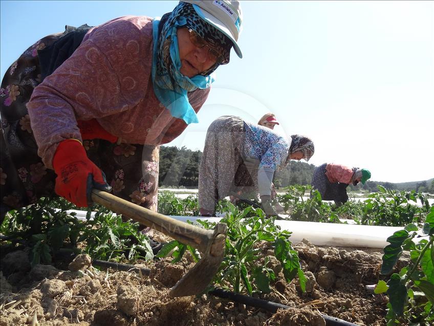 Çanakkale domatesinde yüksek rekolte beklentisi
