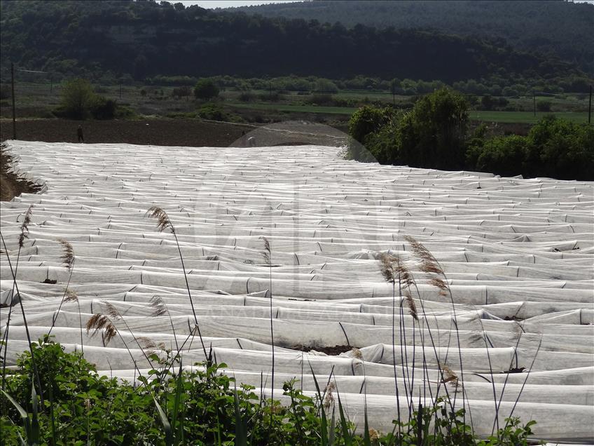 Çanakkale domatesinde yüksek rekolte beklentisi
