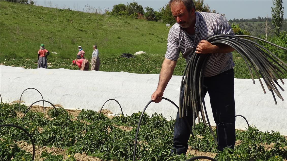 Çanakkale domatesinde yüksek rekolte beklentisi
